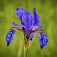 Iris de Sibérie (Iris sibirica) bio
