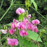 Pois de senteur (Lathyrus odoratus) bio semences