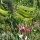 Pois de senteur (Lathyrus odoratus) bio semences