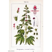 Agripaume (Leonurus cardiaca) bio graines