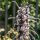 Agripaume (Leonurus cardiaca) bio graines