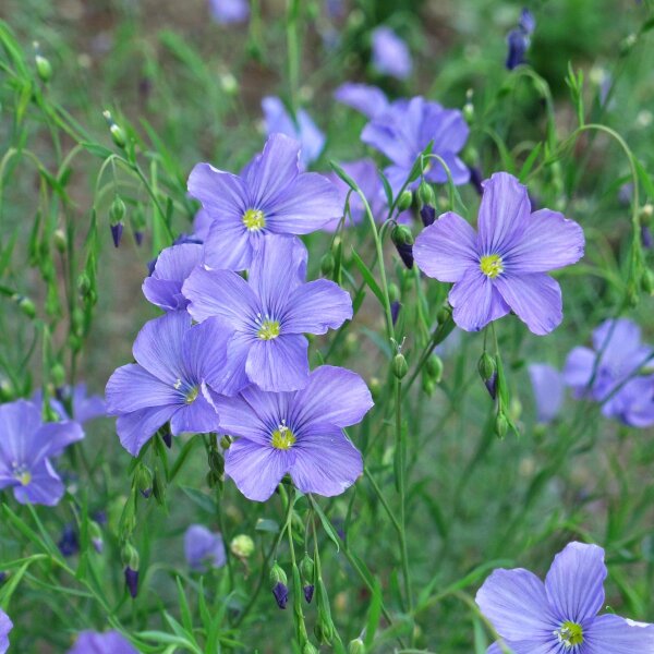 Lin vivace (Linum perenne) bio semences