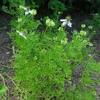 Cumin noir (Nigella sativa) bio semences