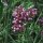 Verveine de Buenos-Aires (Verbena bonariensis) bio semences