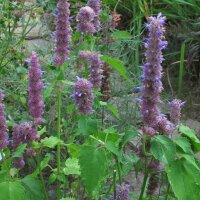 Menthe coréenne (Agastache rugosa) bio semences