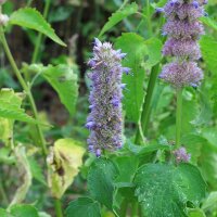 Menthe coréenne (Agastache rugosa) bio semences