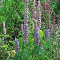 Menthe coréenne (Agastache rugosa) bio semences