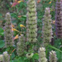 Menthe coréenne (Agastache rugosa) bio semences