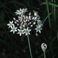 Ciboule chinoise (Allium tuberosum) bio semences