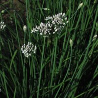 Ciboule chinoise (Allium tuberosum) bio semences
