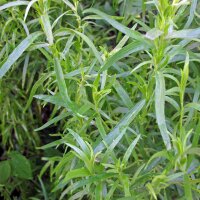 Estragon (Artemisia dracunculus) bio semences