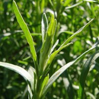 Estragon (Artemisia dracunculus) bio