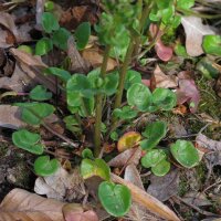 Cochléaire officinale (Cochlearia officinalis) bio semences