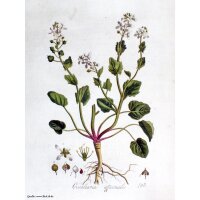 Cochléaire officinale (Cochlearia officinalis) bio semences