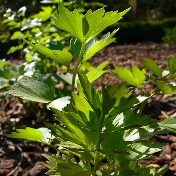 Livèche (Levisticum officinale) bio semences