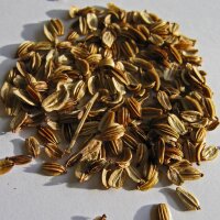 Livèche (Levisticum officinale) bio semences