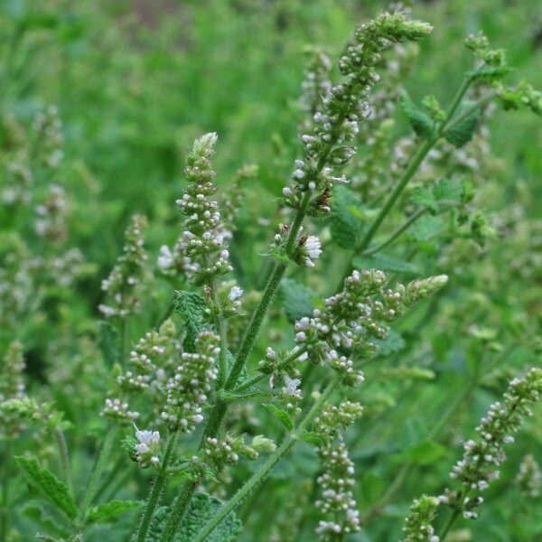 Menthe à feuilles rondes (Mentha suaveolens) bio semences