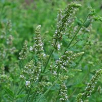 Menthe à feuilles rondes (Mentha suaveolens) bio...