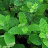 Menthe à feuilles rondes (Mentha suaveolens) bio...