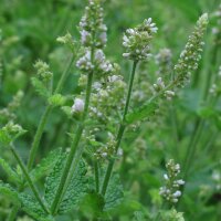 Menthe à feuilles rondes (Mentha suaveolens) bio semences