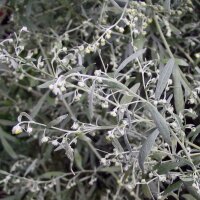 Grande absinthe (Artemisia absinthium) bio semences