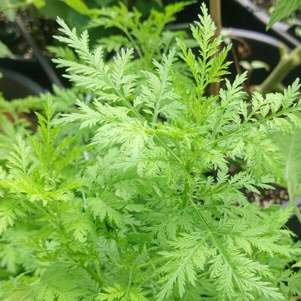 Qing Hao / armoise annuelle (Artemisia annua) bio