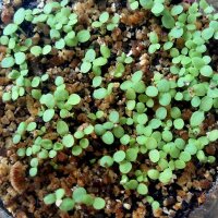 Qing Hao / armoise annuelle (Artemisia annua) bio