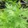 Qing Hao / armoise annuelle (Artemisia annua) bio semences