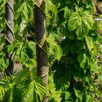 Houblon (Humulus lupulus) bio semences