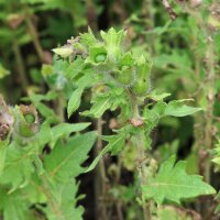 Jusquiame noire (Hyoscyamus niger) bio semences