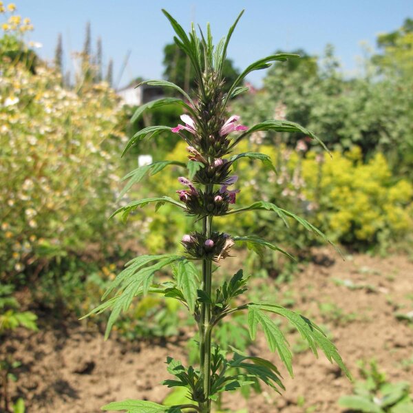 L´Agripaume de Sibérie /  Marijuanilla (Leonurus sibiricus)  graines bio