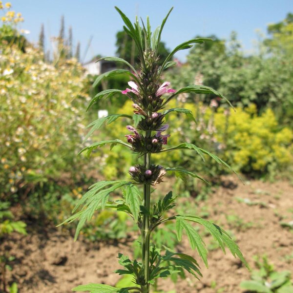 Marijuanilla (Leonurus sibiricus) bio semences