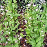 Tabac indien (Lobelia inflata) bio semences