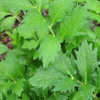 Valériane des collines (Valeriana officinalis) bio semences