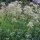 Valériane des collines (Valeriana officinalis) bio semences