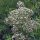 Valériane des collines (Valeriana officinalis) bio semences