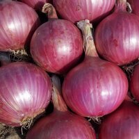 Oignon rouge Red Baron (Allium cepa) bio semences