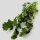 Pousses de navet / Cima di Rapa (Brassica rapa sylvestris) bio semences