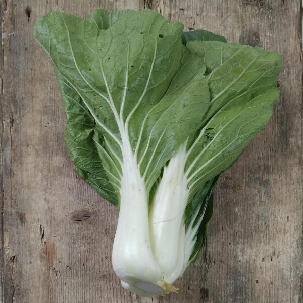 Chou de chine / Bok Choy / pak choi Tai Sai (Brassica rapa subsp. chinensis) bio semences