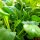 Chou de chine / Bok Choy / pak choi Tai Sai (Brassica rapa subsp. chinensis) bio semences