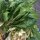 Chou de chine / Bok Choy / pak choi Tai Sai (Brassica rapa subsp. chinensis) bio semences