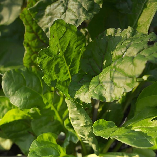 Épinards éternels Erbette (Beta vulgaris ssp. vulgaris) Bio semences