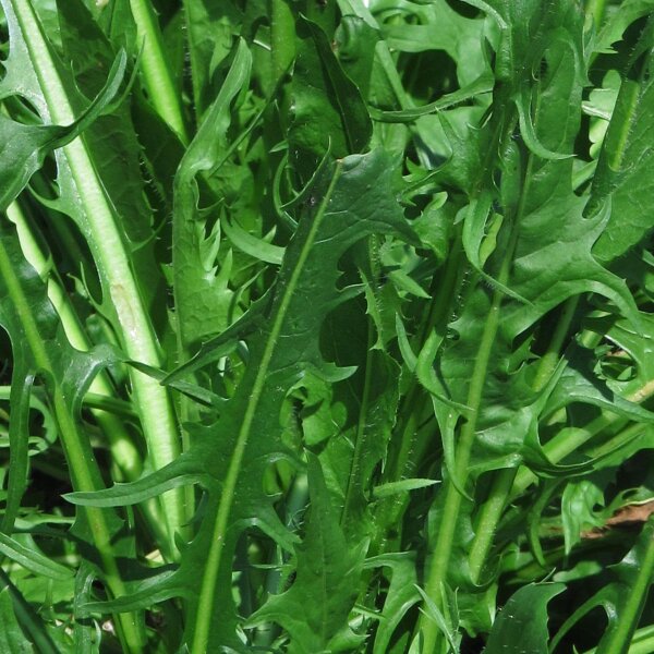 Chicorée de Catalogne Catalogna foglie frastagliate (Cichorium intybus var. foliosum) graines bio