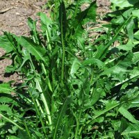 Chicorée de Catalogne Catalogna foglie frastagliate (Cichorium intybus var. foliosum) graines bio