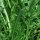 Chicorée de Catalogne Catalogna foglie frastagliate (Cichorium intybus var. foliosum) graines bio