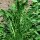 Chicorée de Catalogne Catalogna foglie frastagliate (Cichorium intybus var. foliosum) graines bio