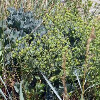 Chou marin (Crambe maritima) bio semences