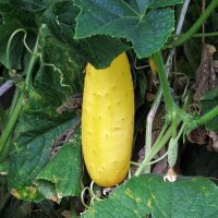 Concombre jaune Gele Tros (Cucumis sativus) bio semences