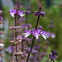 Basilic thaï (Ocimum basilicum) bio semences