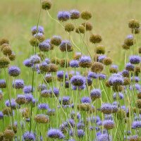 Jasione des montagnes (Jasione montana) graines